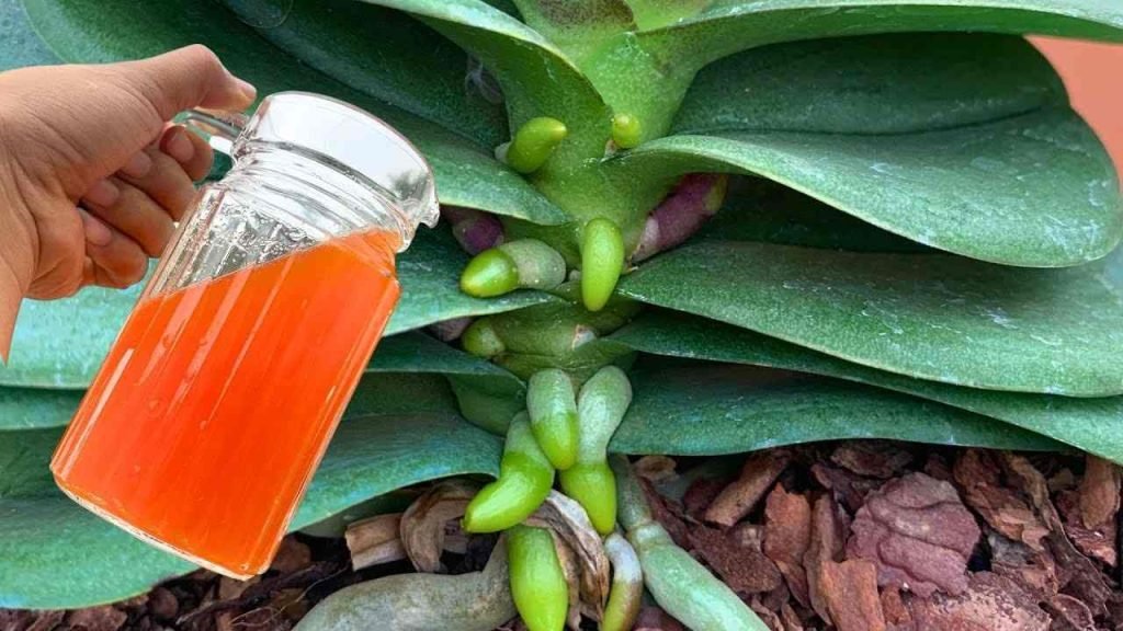 Une tasse par mois de cet ingrédient : les racines et les fleurs fleuriront toute l'année